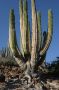 Baja05 - 057 * Cardon cactus